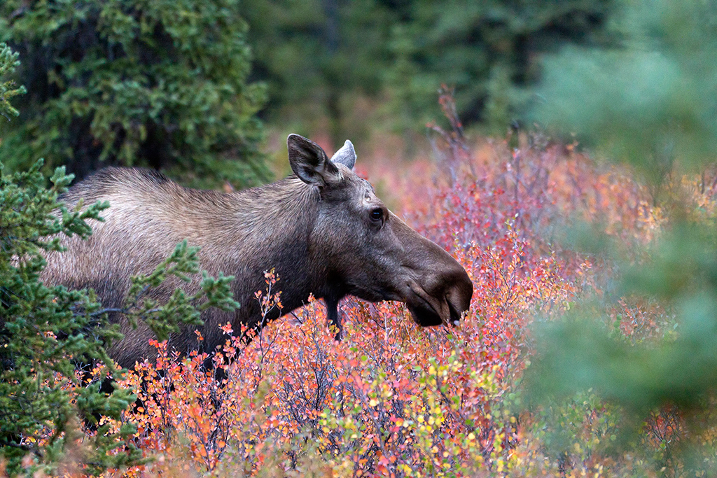 IMG_153.jpg - Moose, Denali National Park